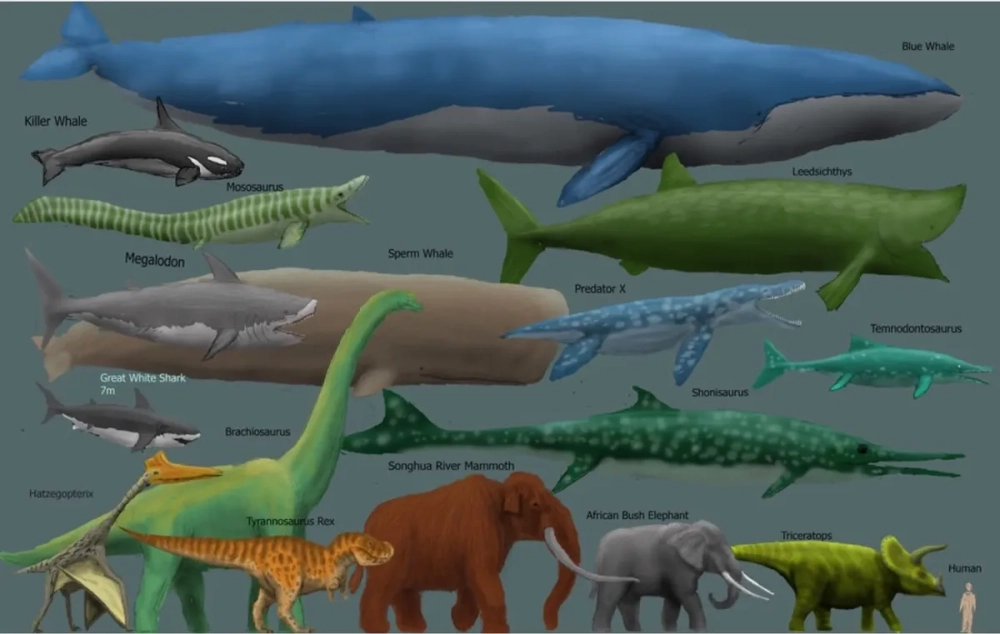 Voi ma mút khổng lồ di chuyển trên đồng cỏ tuyết